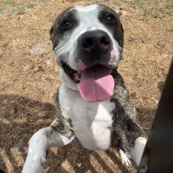 Polo -  Mixed Breed Dog Available for Adoption in Clearwater, Florida - Polo | PetCurious