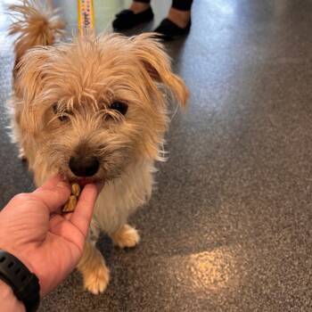 Terrier Dogs Available for Adoption in Allentown, Pennsylvania - Ricky Bobby | PetCurious