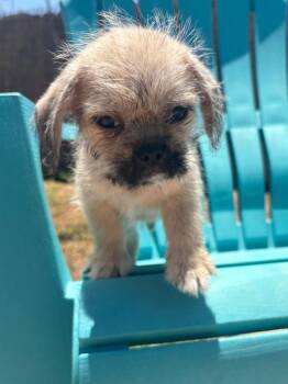 Jupiter -  Pug and Shih Tzu Dog for Adoption in San Diego, California - Jupiter | PetCurious