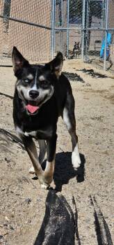 Rescue Husky Dogs for Adoption in Silver Springs, Nevada - Shadow | PetCurious