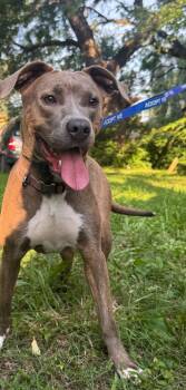 Sparkle -  Catahoula Leopard Dog Dog for Adoption in Indianapolis, Indiana - Sparkle | PetCurious