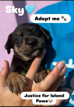 Rescue Doberman Pinscher Dogs for Adoption in Virginia Beach, Virginia - Sky | PetCurious