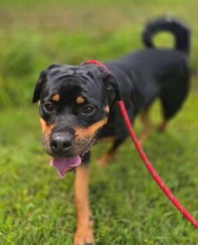 Sadie -  Rottweiler and Siberian Husky Dog for Adoption in Salisbury, Maryland - Sadie | PetCurious