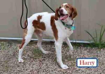 Rescue Brittany Spaniel Dogs for Adoption in Fort Worth, Texas - Harry | PetCurious