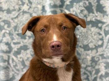 Labrador Retriever and Border Collie Dogs Available for Adoption - Millie | PetCurious