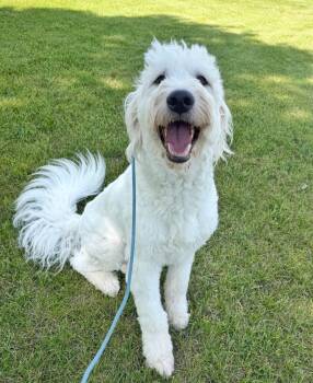 Swiffer -  Great Pyrenees and Poodle Dog Available for Adoption in Indianapolis, Indiana - Swiffer | PetCurious