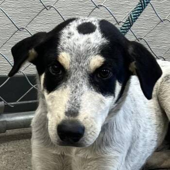 111735 -  Mixed Breed Dog for Adoption in Las Cruces, New Mexico - 111735 | PetCurious