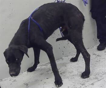 PATAS -  Great Dane and Mixed Breed Dog for Adoption in Houston, Texas - PATAS | PetCurious
