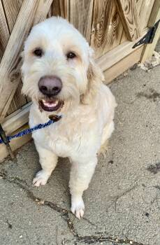Goldendoodle Dogs Available for Adoption - Froggy  | PetCurious