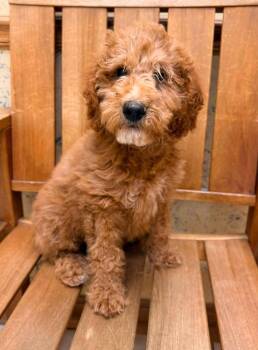 Brady -  Goldendoodle Dog for Adoption in Tulsa, Oklahoma - Brady | PetCurious