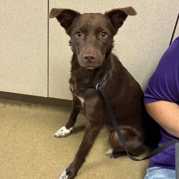 Fudge -  Retriever and Mixed Breed Dog for Adoption in San Antonio, Texas - Fudge | PetCurious