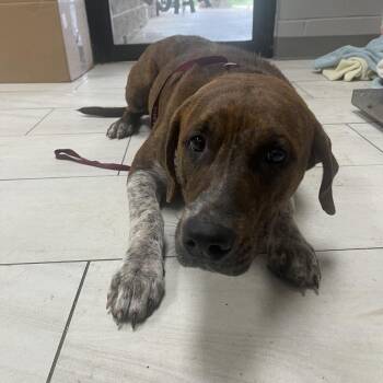 Black Mouth Cur Dogs Available for Adoption in Lufkin, Texas - Fella | PetCurious