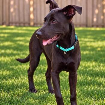 Piper -  Black Labrador Retriever Dog for Adoption in Houston, Texas - Piper | PetCurious