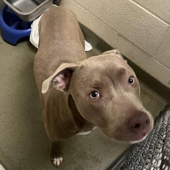 Pit Bull Terrier Dogs Available for Adoption in Harrisonburg, Virginia - 70915 | PetCurious