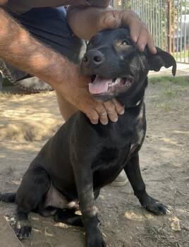 Rescue German Shepherd Dog and Labrador Retriever Dogs for Adoption in Arvada, Colorado - Elias | PetCurious