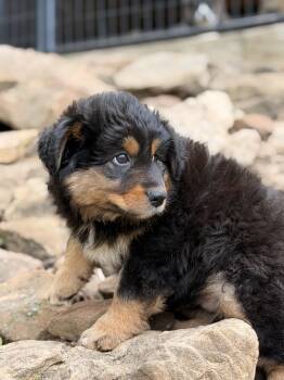 Eli -  Australian Shepherd Dog for Adoption in North Freedom, Wisconsin - Eli | PetCurious