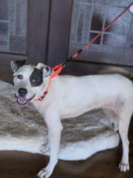Mick Wagger -  Labrador Retriever and Catahoula Leopard Dog Dog for Adoption in Boerne, Texas - Mick Wagger | PetCurious