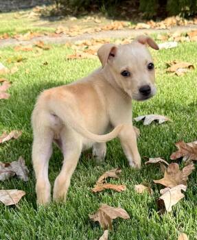 Flecher -  Terrier Dog for Adoption in Little Rock, Arkansas - Flecher | PetCurious