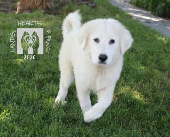 Drops of Jupiter-MEDICAL HOLD -  Great Pyrenees Dog for Adoption in Omaha, Nebraska - Drops Of Jupiter-MEDICAL HOLD | PetCurious