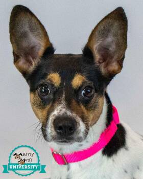 Darla -  Rat Terrier and Jack Russell Terrier Dog for Adoption in Kennesaw, Georgia - Darla | PetCurious