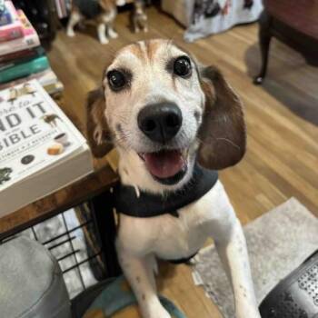 Copper -  Beagle and Mixed Breed Dog for Adoption in Fairfax, Virginia - Copper | PetCurious