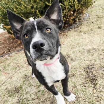 Mixed Breed Dogs Available for Adoption - Carney | PetCurious