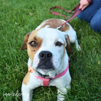 Toffee -  Boxer and Mixed Breed Dog for Adoption in Cheyenne, Wyoming - Toffee | PetCurious