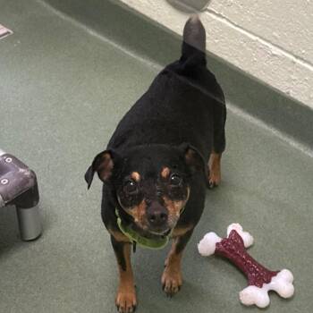 Jack Russell Terrier and Chihuahua Dogs Available for Adoption in West Palm Beach, Florida - Melissa | PetCurious