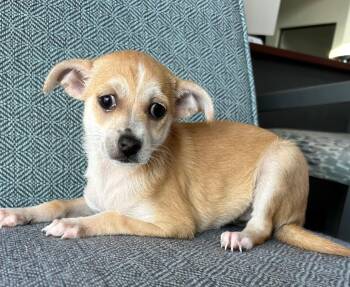 Tayen -  Chihuahua Dog for Adoption in Cottonwood, Arizona - Tayen | PetCurious