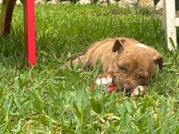 Chimichanga -  Pit Bull Terrier Dog for Adoption in Austin, Texas - Chimichanga | PetCurious