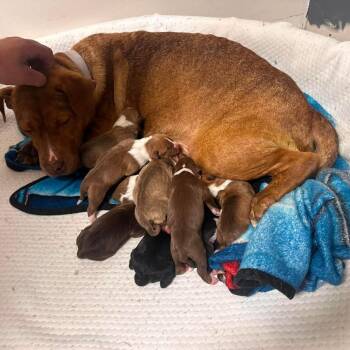 Butterscotch -  Pit Bull Terrier Dog for Adoption in Jarrettsville, Maryland - Butterscotch | PetCurious