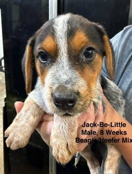 Jack-Be-little -  Australian Cattle Dog Blue Heeler Dog for Adoption in Blue Springs, Missouri - Jack-Be-little | PetCurious