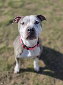 Pit Bull Terrier Dogs Available for Adoption in Shelby, Michigan - Rosie | PetCurious