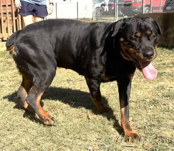 261635  Fancy -  Rottweiler Dog for Adoption in Wetumpka, Alabama - 261635  Fancy | PetCurious