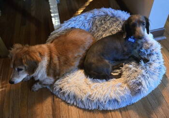 Rescue Dachshund Dogs for Adoption in Sioux Falls, South Dakota - Indigo | PetCurious