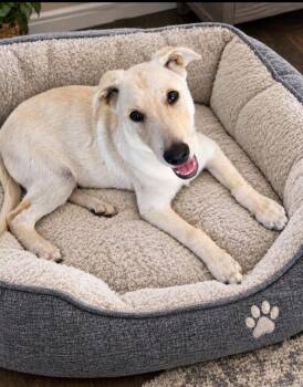 Cody -  Yellow Labrador Retriever and White German Shepherd Dog for Adoption in Los Angeles, California - Cody | PetCurious
