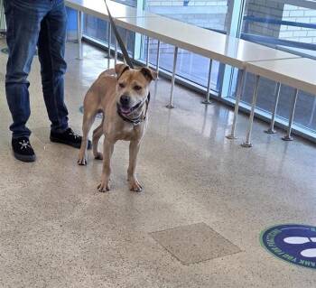 Pit Bull Terrier and Mixed Breed Dogs Available for Adoption in St. Louis, Missouri - SPIKE | PetCurious