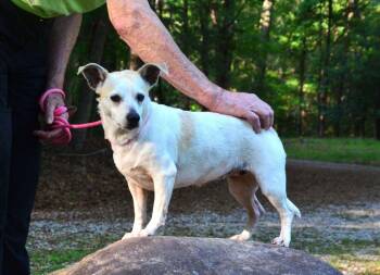 Chihuahua Dogs Available for Adoption in Willingboro, New Jersey - Blanche | PetCurious