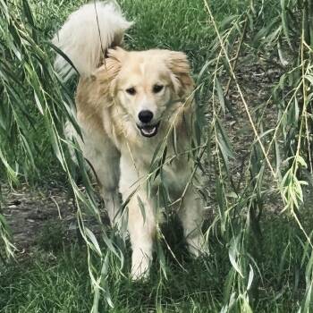 Sonny -  Golden Retriever Dog for Adoption - Sonny | PetCurious