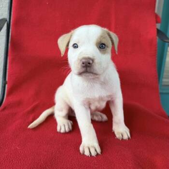 Thingamajig -  Terrier and Mixed Breed Dog for Adoption in Carencro, Louisiana - Thingamajig | PetCurious
