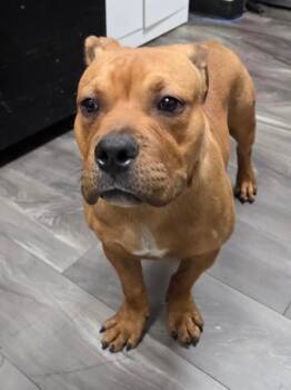 Abraham -  American Bully Dog for Adoption in Trenton, New Jersey - Abraham | PetCurious