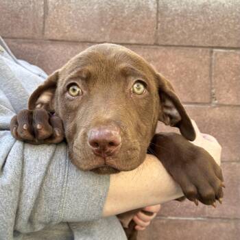 Jolene -  Pit Bull Terrier Dog for Adoption in Las Vegas, Nevada - Jolene | PetCurious