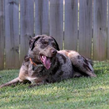 Spots -  Catahoula Leopard Dog and Australian Shepherd Dog for Adoption in Sequatchie, Tennessee - Spots | PetCurious