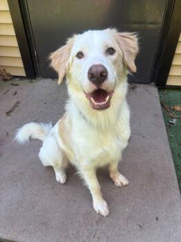 Shadow -  Pit Bull Terrier and German Shepherd Dog Dog for Adoption in Elizabethtown, Pennsylvania - Shadow | PetCurious