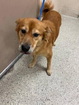 Rescue Chow Chow and Mixed Breed Dogs for Adoption in Conroe, Texas - SUKI | PetCurious