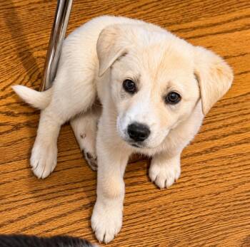 Great Pyrenees Dogs Available for Adoption in Kiowa, Oklahoma - Bronte | PetCurious