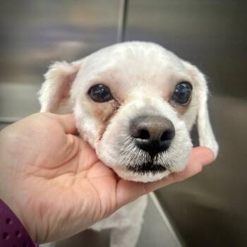 Bichon Frise and Spaniel Dogs Available for Adoption in Sioux City, Iowa - Marvin | PetCurious