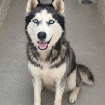 Zumi -  Husky Dog for Adoption in Kingman, Arizona - Zumi | PetCurious