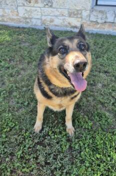 Lizzie -  German Shepherd Dog Dog for Adoption in Schertz, Texas - Lizzie | PetCurious