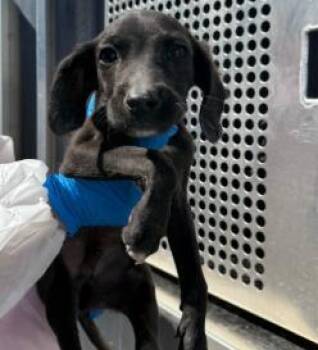 Mixed Breed Dogs Available for Adoption in West Chester, Pennsylvania - Brady | PetCurious